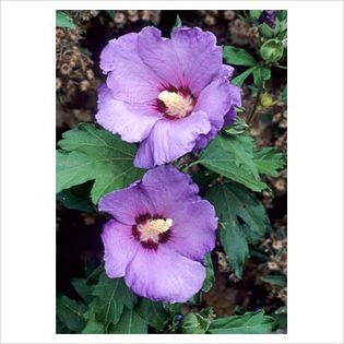 Hibiscus syriacus Blue Bird