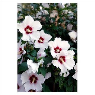 Hibiscus syriacus Red Heart - Shrubs