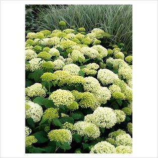 Hydrangea arborescens Annabelle