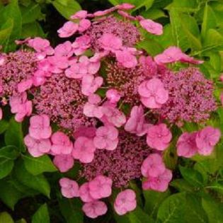 Hydrangea macrophylla Mousmee