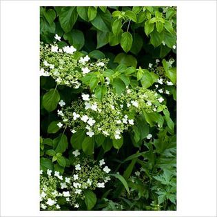 Hydrangea petiolaris - Shrubs