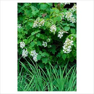 Hydrangea quercifolia - Shrubs