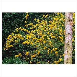 Kerria japonica - Shrubs