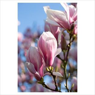 Magnolia x soulangeana - Shrubs