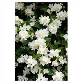 Philadelphus coronarius - Shrubs