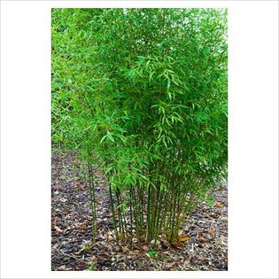 Phyllostachys Bissettii - Shrubs