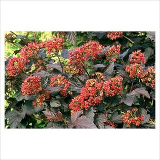 Physocarpus opulifolius Diabolo - Shrubs