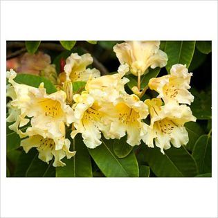 Rhododendron Jalisco Elect - Shrubs