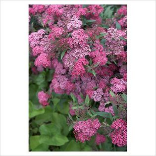 Spiraea japonica Little Princess - Shrubs