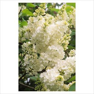 Syringa vulgaris Mme Lemoine - Shrubs