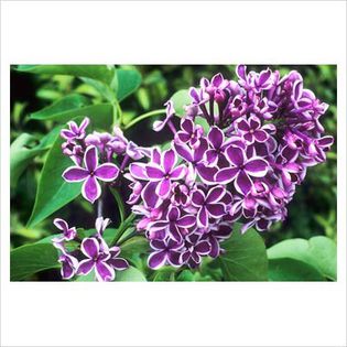 Syringa vulgaris Sensation