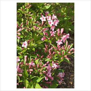 Weigela florida - Shrubs