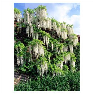 Wisteria Floribunda Alba