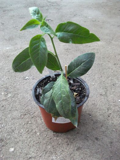 cestrum elegans2 - Imi doresc