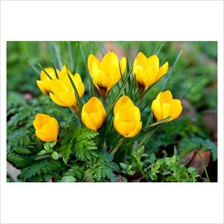 Crocus yellow