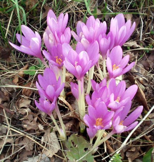 Colchicum autumnale - Bulbs