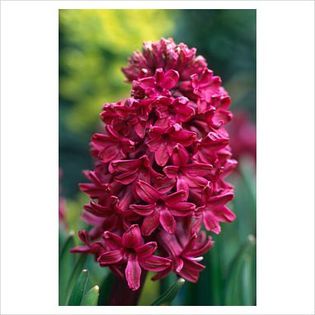Hyacinthus Woodstock - Bulbs