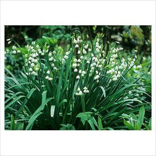 Leucojum aestivum Gravetye Giant - Bulbs