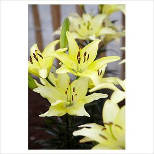 Lilium asiatic Ivory Pixie - Bulbs