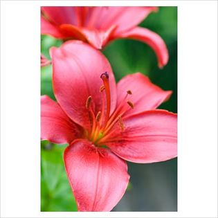 Lilium asiatic Montenegro - Bulbs