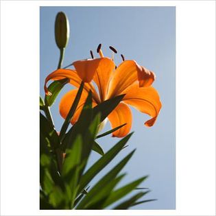 Lilium asiatic Orange Pixie