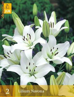 Lilium orientale Navona - Bulbs