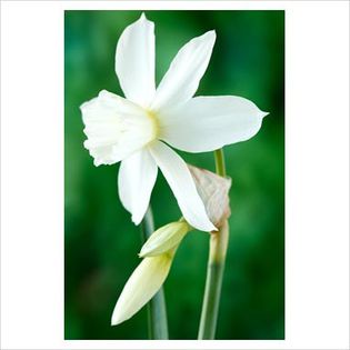 Narcissus Thalia - Bulbs