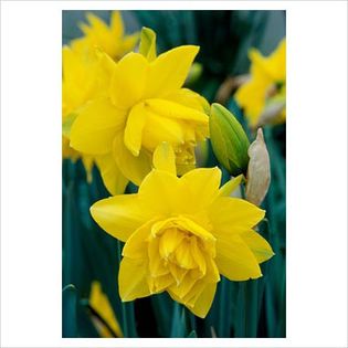 Narcissus Golden Ducat - Bulbs