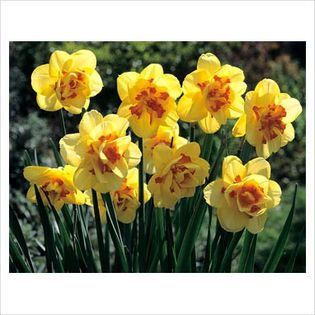 Narcissus Tahiti - Bulbs