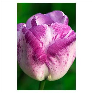Tulipa Shirley - Bulbs