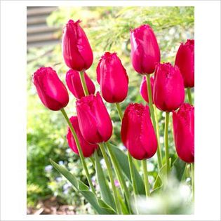 Tulipa Burgundy Lace 2
