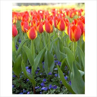 Tulipa Cape Cod - Bulbs