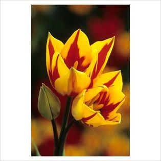 Tulipa Colour Spectacle