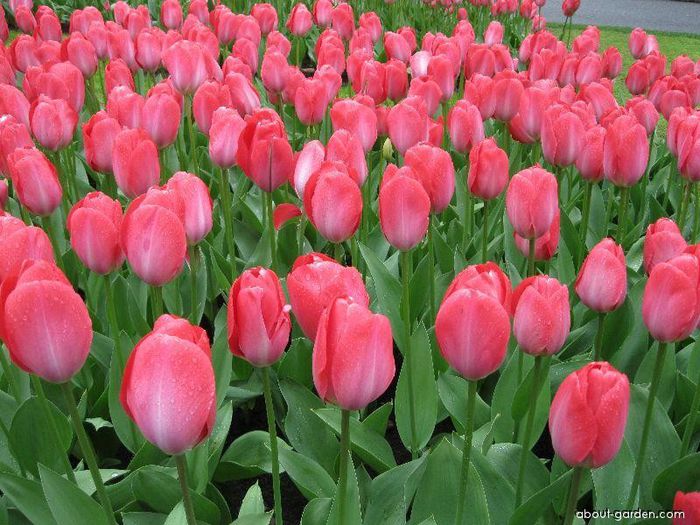 Tulipa darwin hybrid Van Eijk - Bulbs