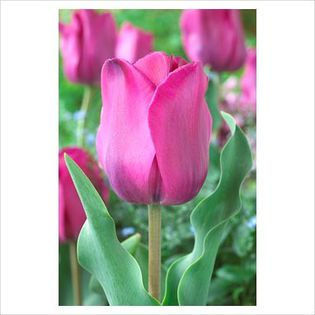 Tulipa Don Quichotte - Bulbs