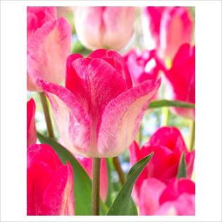 Tulipa Ganders Rhapsody - Bulbs