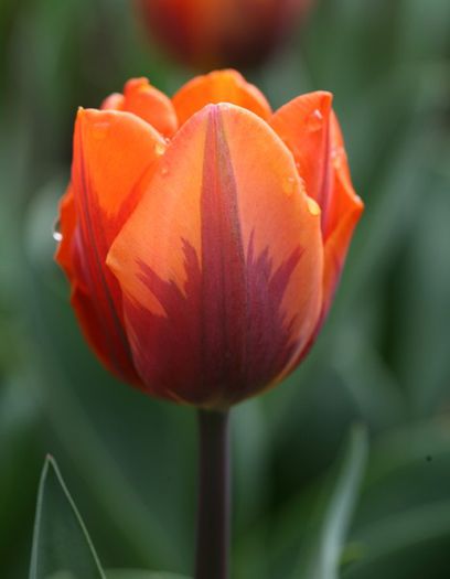 Tulipa Prinses Irene