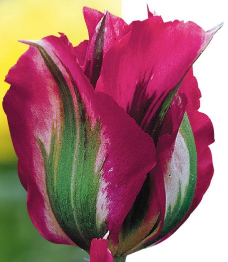 Tulipa viridiflora Dolls Minuet