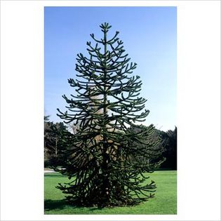 Araucaria araucana - Conifers