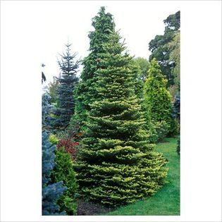 Abies koreana - Conifers