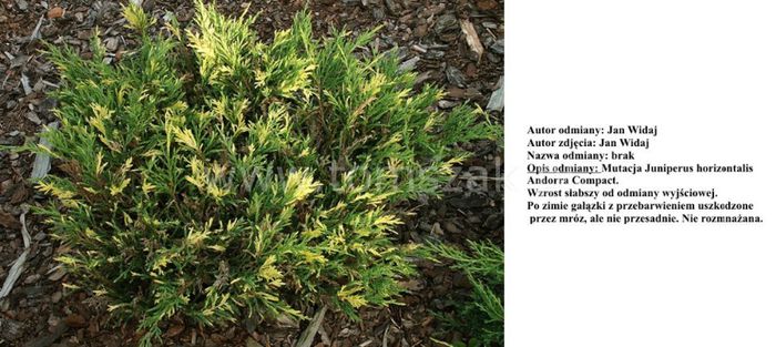 Juniperus horizontalis Andorra Compacta Variegata