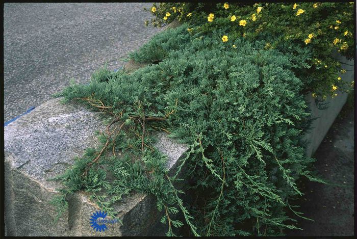 Juniperus horizontalis Wiltonii