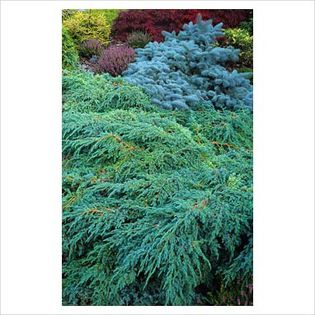 Juniperus squamata Blue Carpet - Conifers