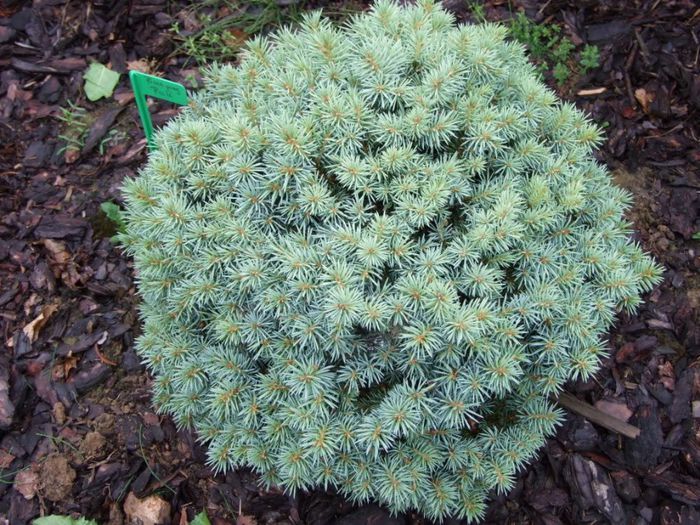 Picea pungens Waldbrunn