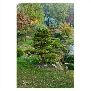 Pinus sylvestris - Conifers