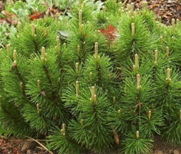 Pinus mugo Mughus