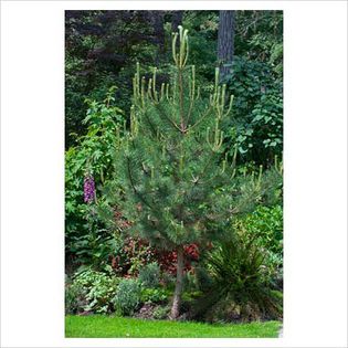 Pinus nigra - Conifers