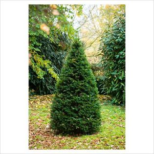 Taxus baccata - Conifers