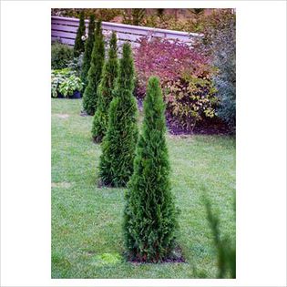 Thuja occidentalis Smaragd