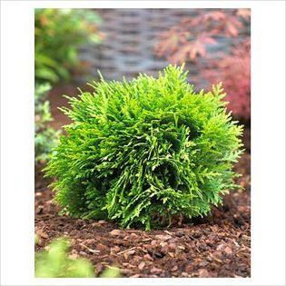 Thuja occidentalis Danica - Conifers